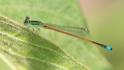 Ischnura aurora (Aurora Bluetail) male 4.jpg